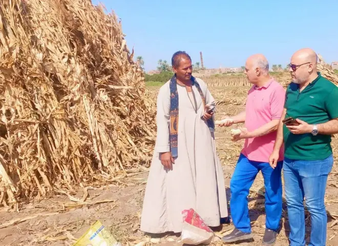 من المخلفات إلى الإنتاج.. أسيوط تستثمر بوص الذرة الرفيعة في صناعة الأعلاف