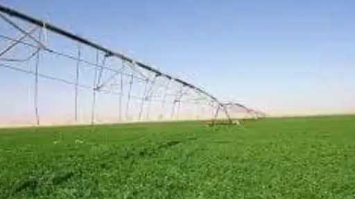 أسباب ضعف إنبات البرسيم بعد البدار وطرق العلاج.. تعرف على الحلول