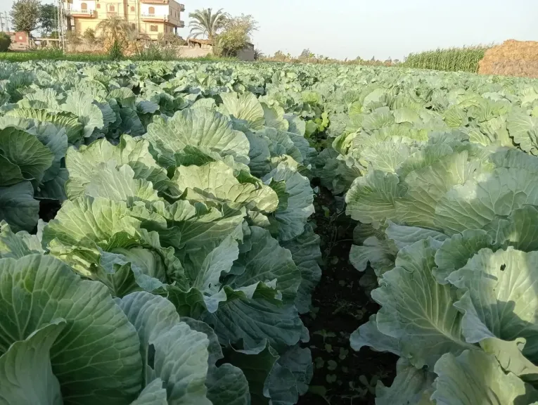 5 توصيات مهمة لزراعة الكرنب.. احذر تشقق الرؤوس والعفن الأسود