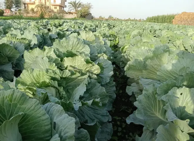 5 توصيات مهمة لزراعة الكرنب.. احذر تشقق الرؤوس والعفن الأسود
