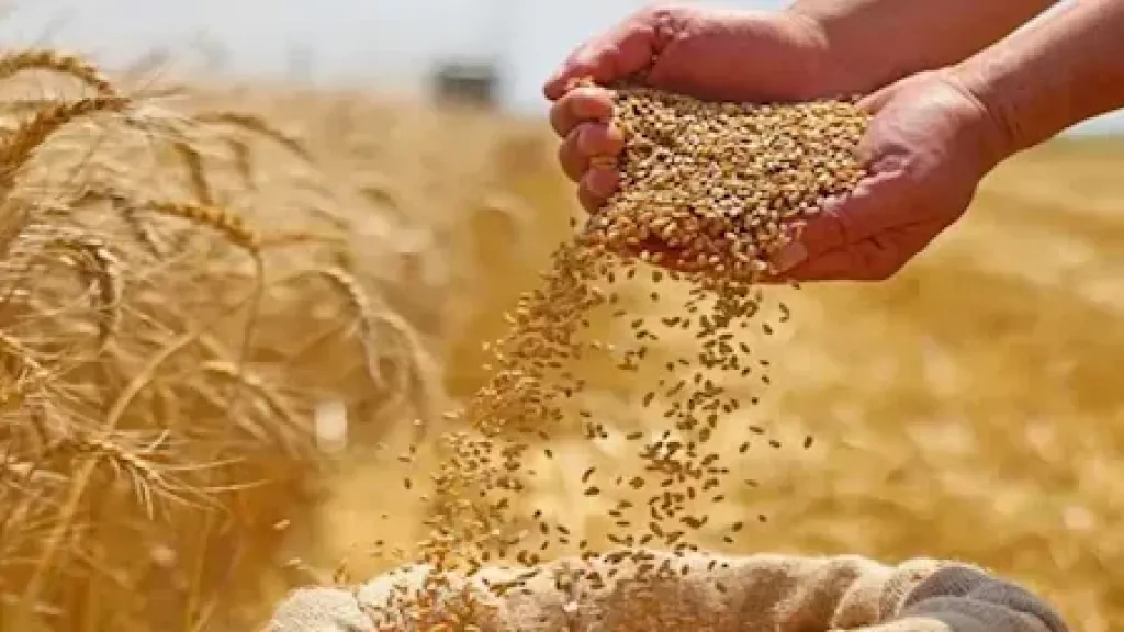 وزارة الزراعة تكشف حصاد سبتمبر.. مكافحة القوارض في 298 ألف فدان واستعدادات مكثفة لزراعة القمح