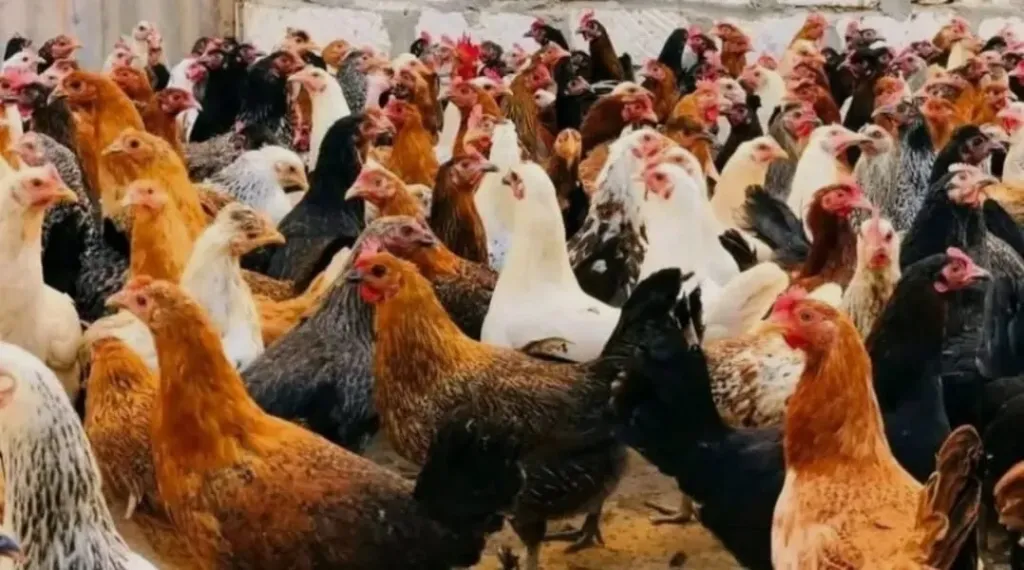 ارتفاع أسعار الدواجن في الأسواق..والكيلو يتراوح بين 77 و78 جنيهًا