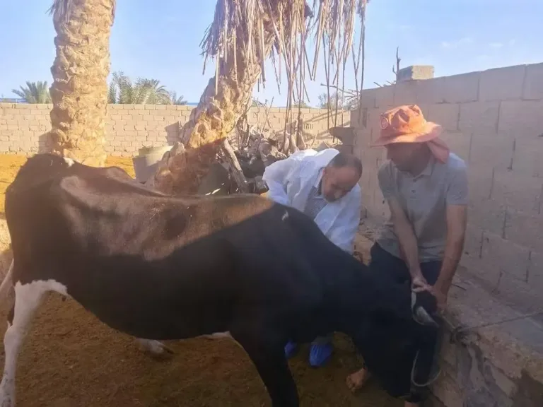 الزراعة تنفذ 262 قافلة بيطرية مجانية لخدمة المربين في 269 قرية