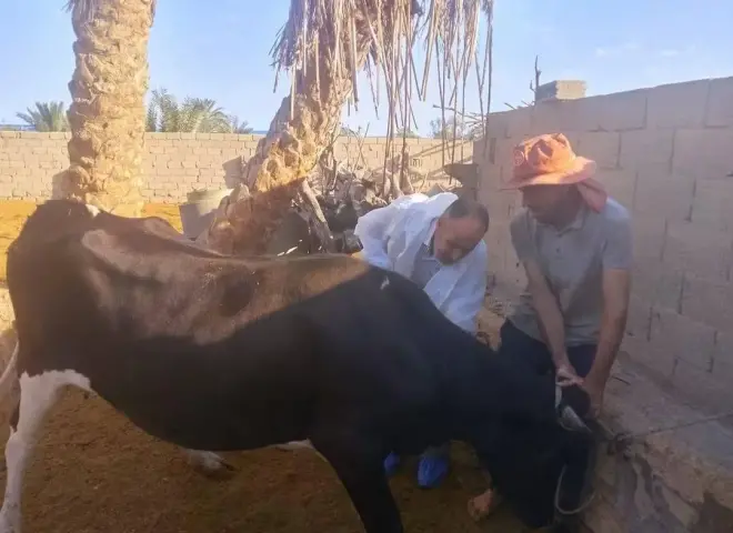 الزراعة تنفذ 262 قافلة بيطرية مجانية لخدمة المربين في 269 قرية