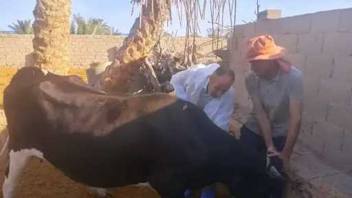 الزراعة تنفذ 262 قافلة بيطرية مجانية لخدمة المربين في 269 قرية