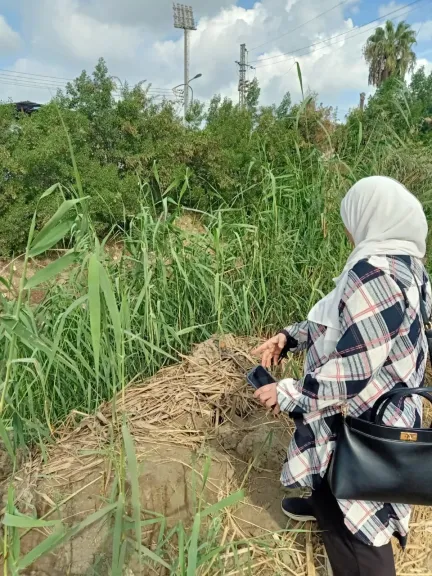 3200 فدان تحت المكافحة.. ”زراعة الدقهلية” تكثف حملاتها لحماية المحاصيل في شربين