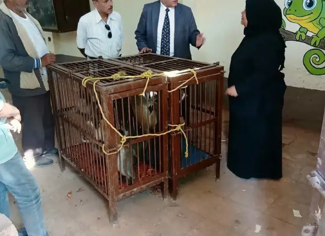 ضبط 8 نسانيس بالشرقية وإيداعها بحديقة الحيوان