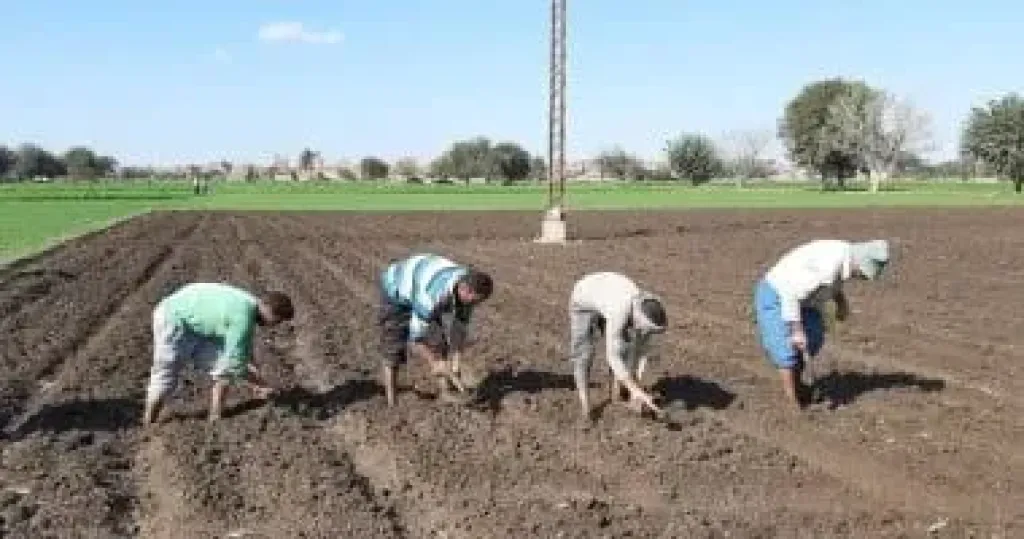 خبير زراعي: زراعة القمح على المصاطب الأفضل في الأراضي سيئة الصرف