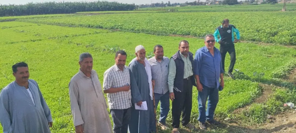 القمح والبرسيم والكبريت الزراعي.. زراعة المنوفية تكشف توصيات زيادة الإنتاجية