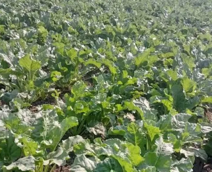 برودة ليلًا وحرارة نهارًا.. فهيم يكشف مخاطر الطقس على المحاصيل الشتوية