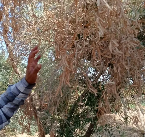 خبير زراعي يكشف أسباب جفاف أغصان الزيتون وموتها المفاجئ وطرق التعامل معها