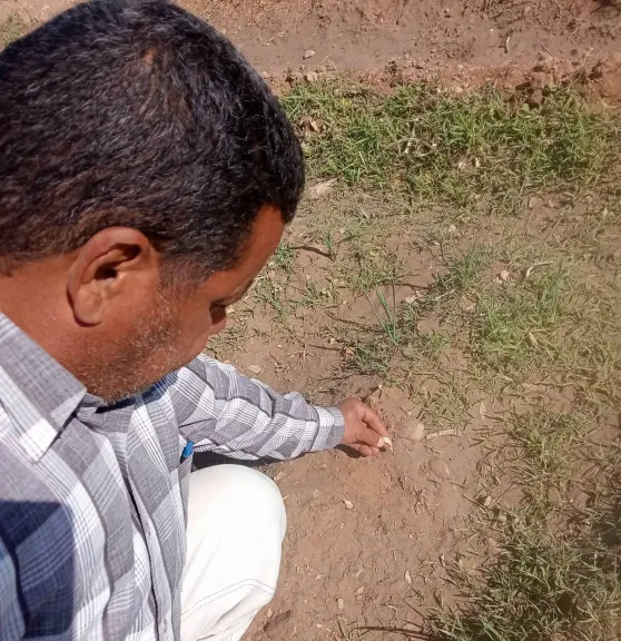 من عمر 20 إلى 35 يومًا.. 5 خطوات لتقوية المجموع الخضري للثوم وزيادة الإنتاجية