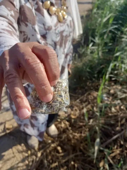 مكافحة القوارض بالدقهلية.. معالجة 2220 فدانًا بأجا لحماية المحاصيل الزراعية من التلف