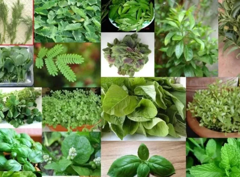النباتات الطبية والعطرية.. 125 ألف فدان وعائدات تصديرية 300 مليون دولار سنويًا