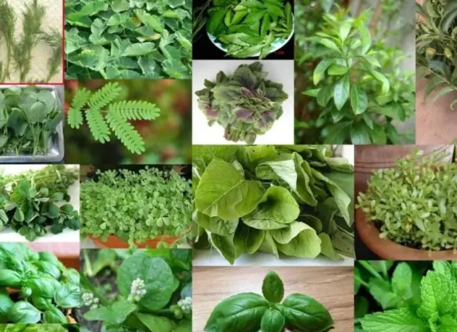 النباتات الطبية والعطرية.. 125 ألف فدان وعائدات تصديرية 300 مليون دولار سنويًا
