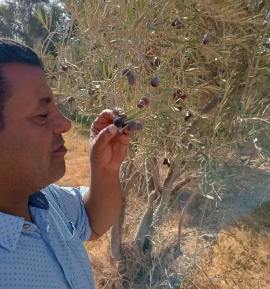 خبير زراعي يوضح فوائد تشبيب الزيتون لزيادة الإنتاج وتحسين جودة الثمار