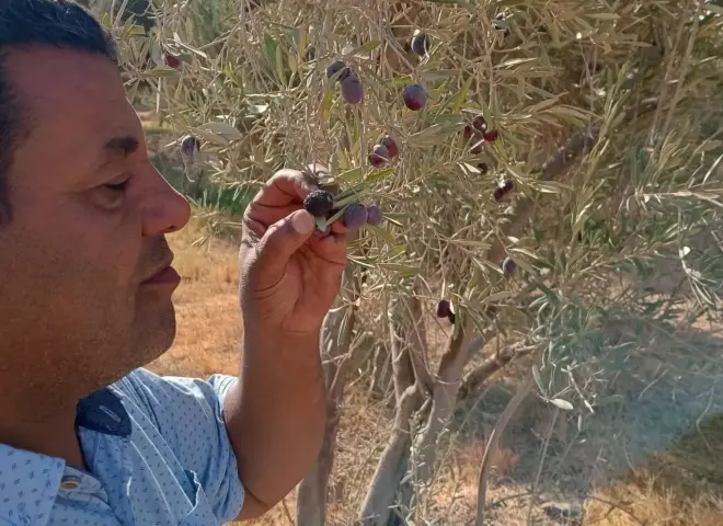 خبير زراعي يوضح فوائد تشبيب الزيتون لزيادة الإنتاج وتحسين جودة الثمار