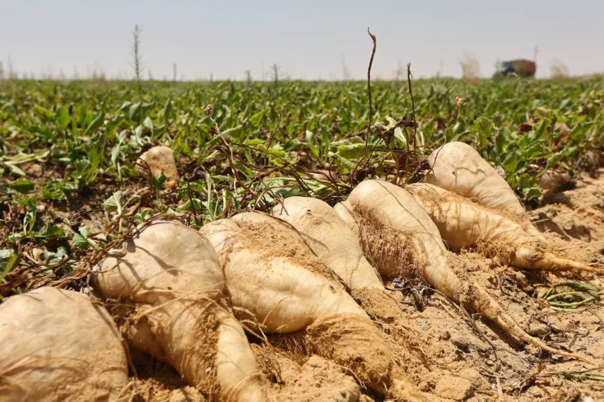 جهاز مستقبل مصر يعزز الأمن الغذائي بالتوسع في زراعة المحاصيل الاستراتيجية والتصنيع الزراعي