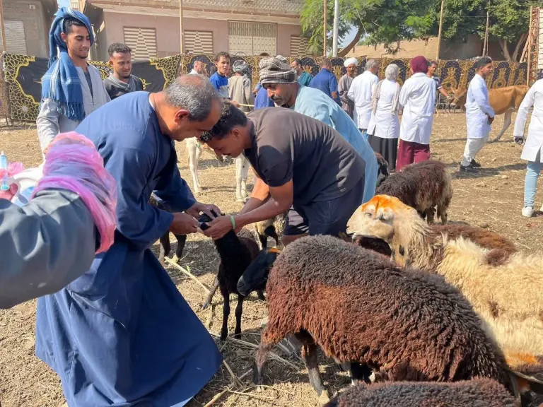 الطب البيطري بسوهاج يعالج 5007 حالات مجانًا في قافلة بقرية النغاميش