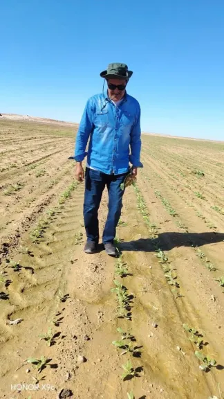 خبير زراعي: زيادات أسعار توريد القمح والبنجر لا تعكس تكاليف الإنتاج والأسعار العالمية