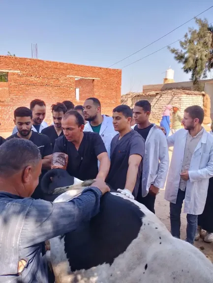 «الزراعة» تقدم خدمات الرعاية التناسلية لأكثر من 42 ألف رأس ماشية والتلقيح الاصطناعي لنحو 46 ألف رأس خلال سبتمبر