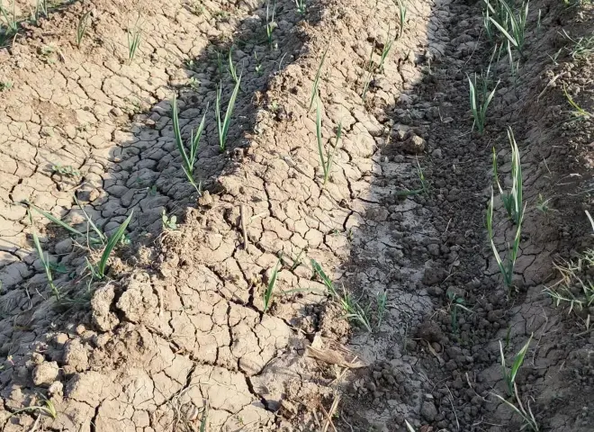 مدير الإرشاد الزراعي بسوهاج يوضح طرق زراعة الثوم ومواعيد الزراعة والتسميد والري