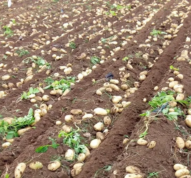 مدير الإرشاد الزراعي بسوهاج يكشف أهم أصناف البطاطس في مصر وطرق مكافحة الأمراض والآفات