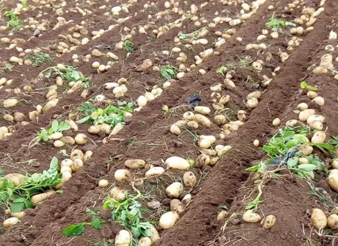 مدير الإرشاد الزراعي بسوهاج يكشف أهم أصناف البطاطس في مصر وطرق مكافحة الأمراض والآفات