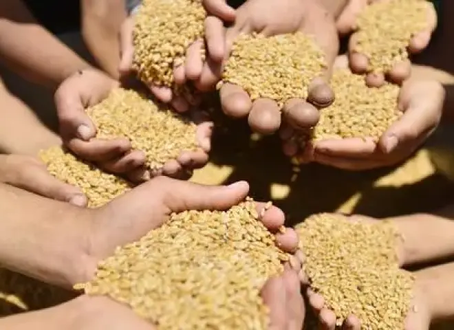 خبير زراعي يكشف معدلات تقاوي القمح المناسبة وأسباب اختلافها بين الأصناف