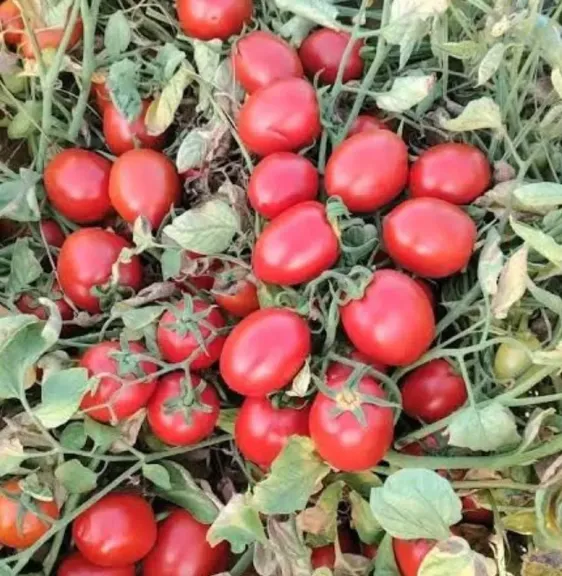 قبل نوفمبر.. رئيس مركز معلومات تغير المناخ يحذر من هياج العرش وانتشار الأمراض في المحاصيل الزراعية