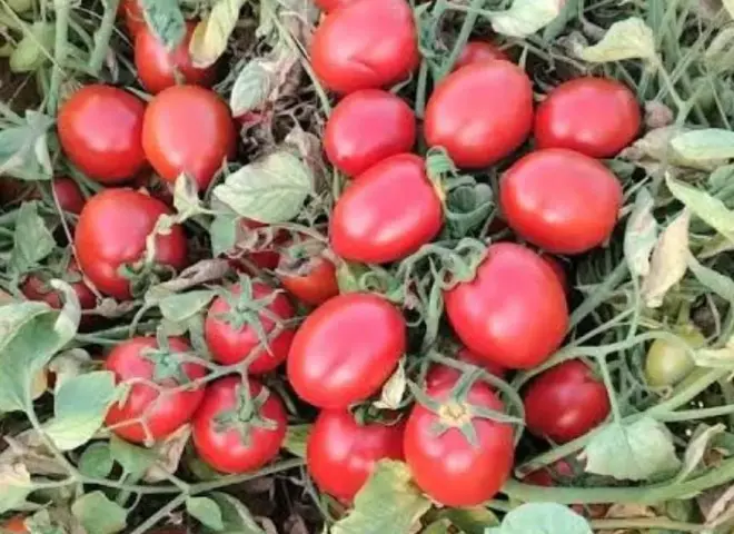 قبل نوفمبر.. رئيس مركز معلومات تغير المناخ يحذر من هياج العرش وانتشار الأمراض في المحاصيل الزراعية