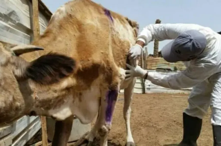 خبيرة بيطرية تكشف أعراض الجلد العقدي في الأبقار وطرق الوقاية من العدوى