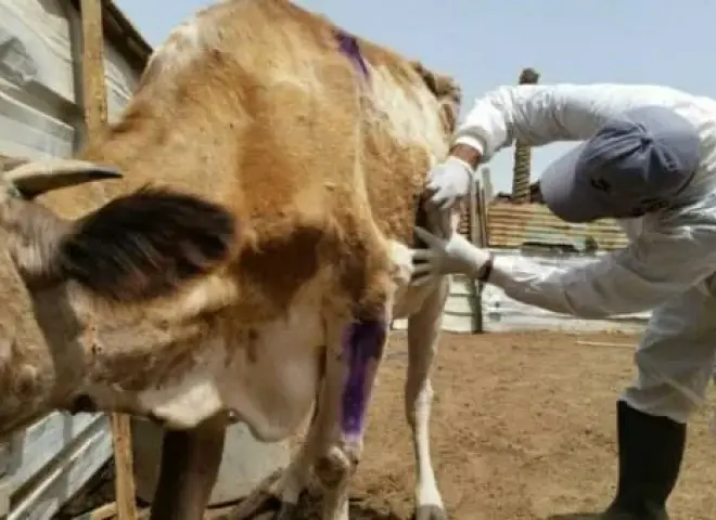 خبيرة بيطرية تكشف أعراض الجلد العقدي في الأبقار وطرق الوقاية من العدوى