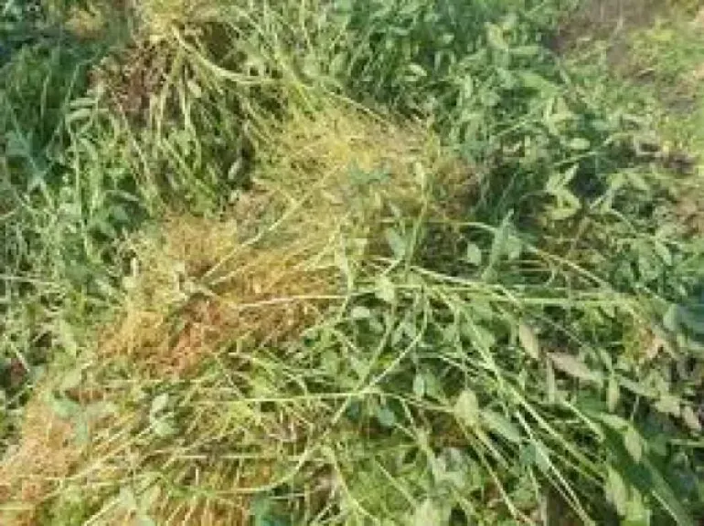 خبير زراعي يوضح أسباب انتشار حامول البرسيم وطرق مكافحته ويحذر من استخدام الملح