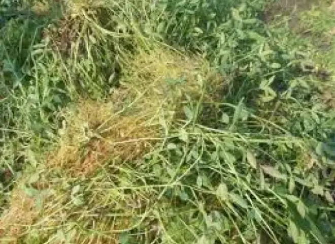 خبير زراعي يوضح أسباب انتشار حامول البرسيم وطرق مكافحته ويحذر من استخدام الملح