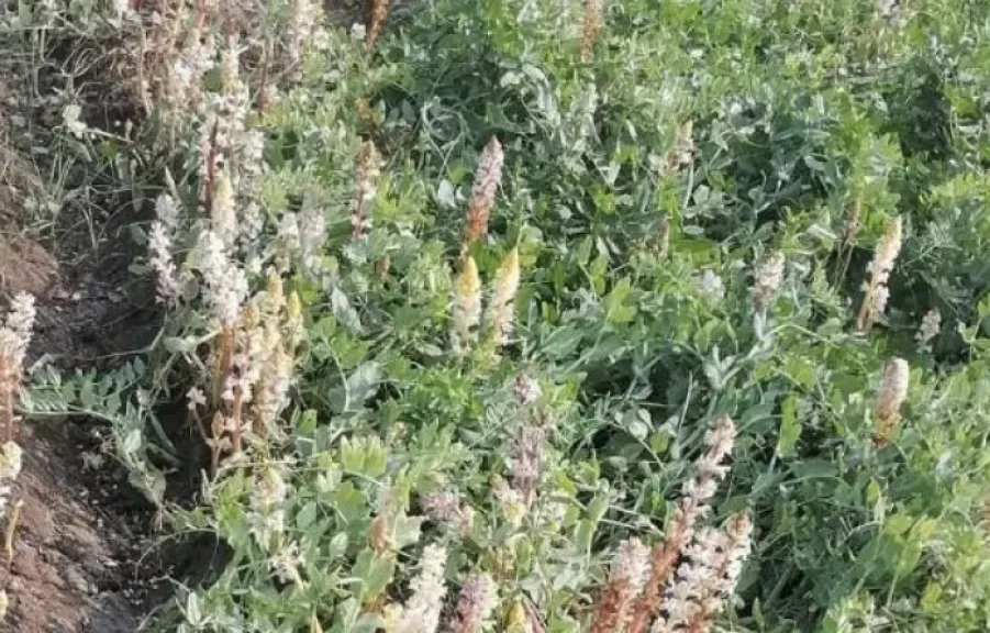 خبير زراعي يوضح طرق مكافحة الهالوك في الفول البلدي ويحذر من خسائر المحصول