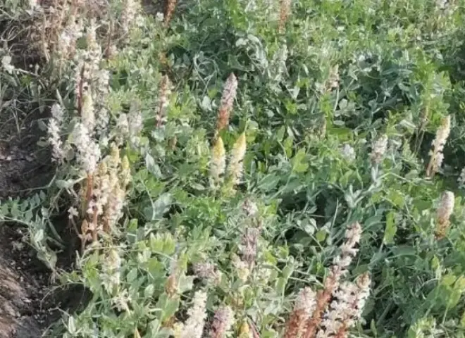 خبير زراعي يوضح طرق مكافحة الهالوك في الفول البلدي ويحذر من خسائر المحصول