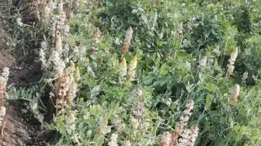 خبير زراعي يوضح طرق مكافحة الهالوك في الفول البلدي ويحذر من خسائر المحصول