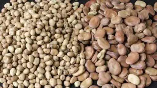 رئيس بحوث المحاصيل البقولية يكشف أسباب ارتفاع أسعار الفول البلدي