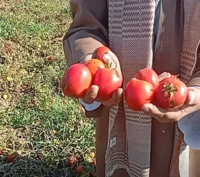 «سوسة الطماطم» تهدد المعروض بالأسواق وترفع تكاليف الإنتاج.. ومطالب بتدخل عاجل