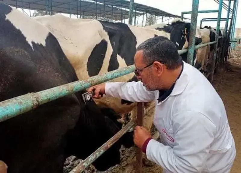 «البروسيلا».. مرض حيواني يهدد الحوامل والخصوبة وتحذيرات من تناول اللبن غير المبستر